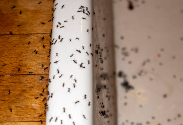 Best Commercial Pest Control Services  in Selbyville, DE